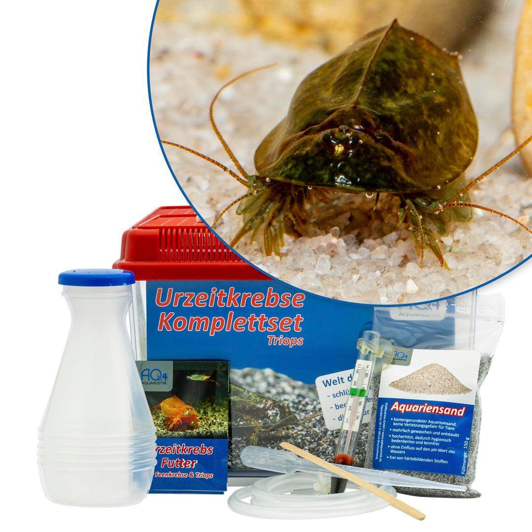 Triops cancriformis simplex Starterset: Urzeitkrebse Eier, 2,5 l Aquarium, Zubehör, Futter und Anlei