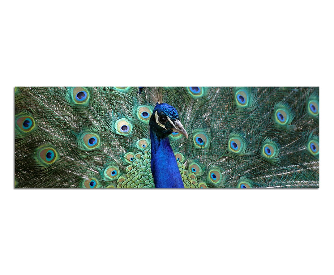Paul Sinus Art Panoramabild auf Leinwand und Keilrahmen 150x50cm Pfau Federn Grossaufnahme Portrait