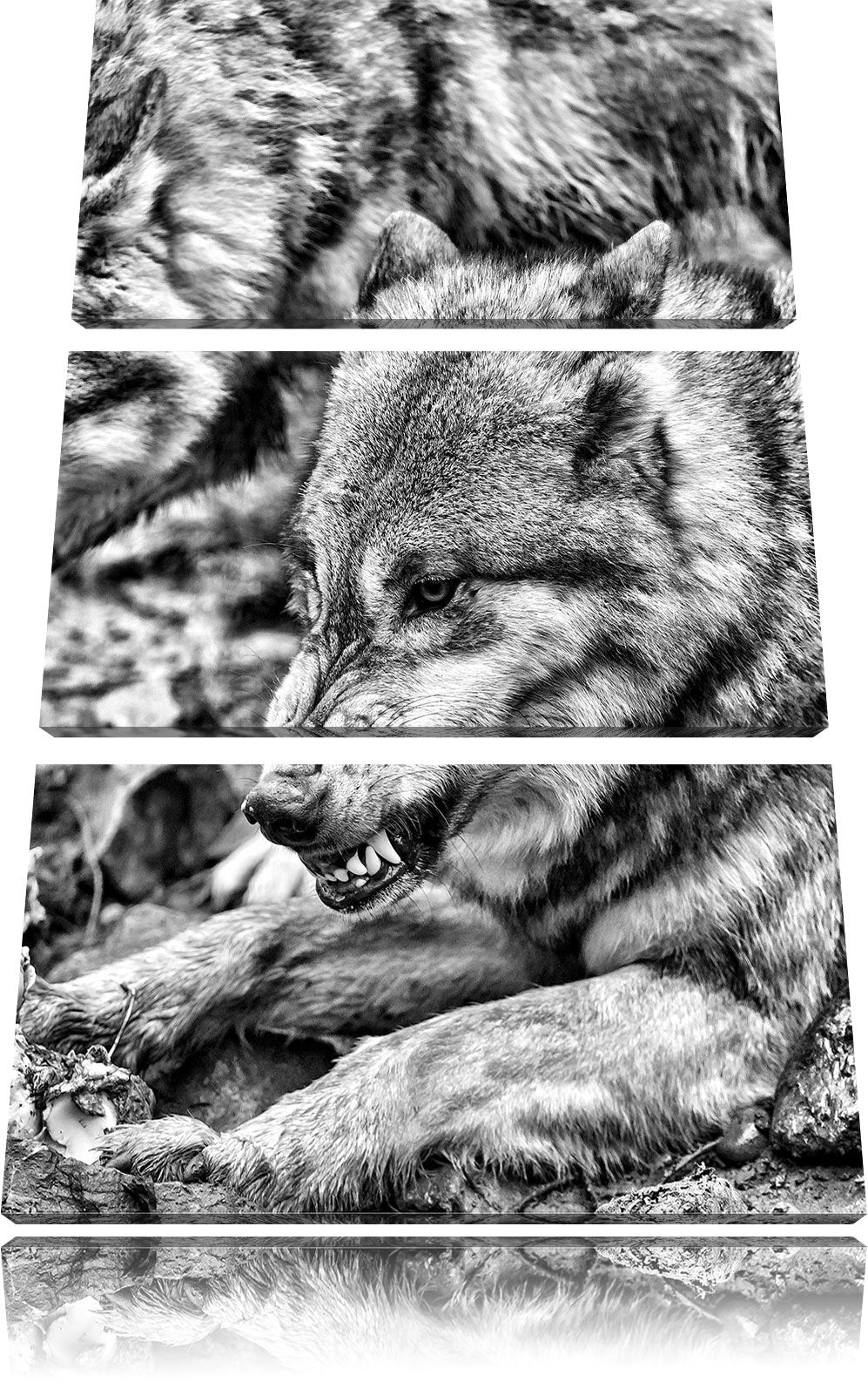 Pixxprint Monocrome, Wölfe beim Fressen 3-Teiler Leinwandbild 120x80 Bild auf Leinwand