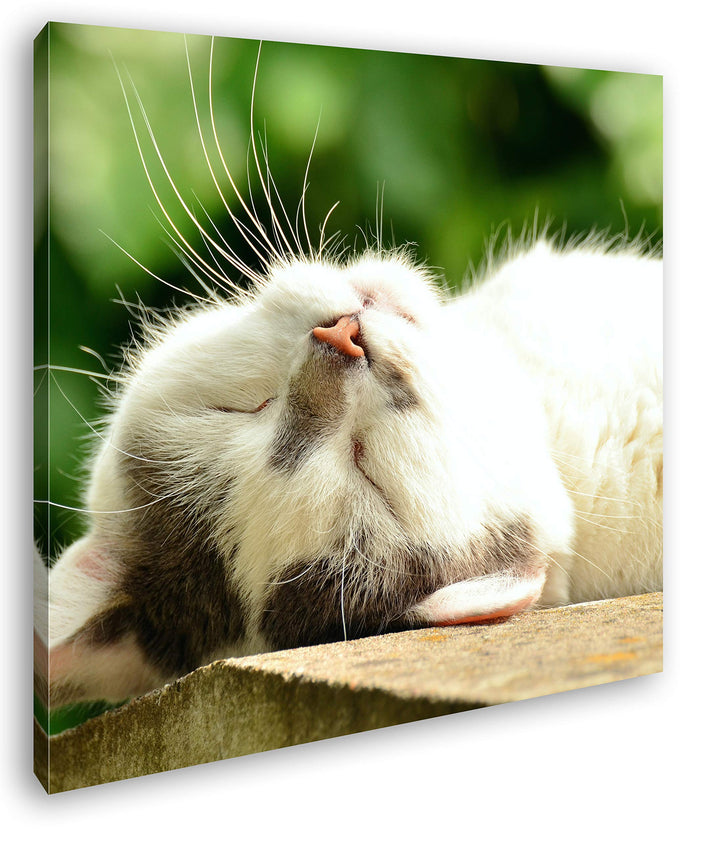 deyoli niedliche schlafende Katze Format: 70x70 als Leinwandbild, Motiv fertig gerahmt auf Echtholzr