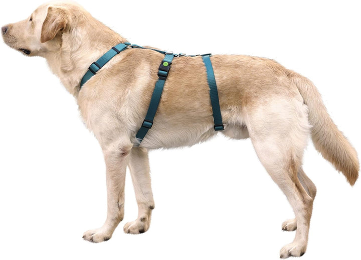 Kerbl 80043 Panikgeschirr Miami, Ausbruchsicher, Petrol, 48-70cm 48-70cm Petrol, 48-70cm Petrol