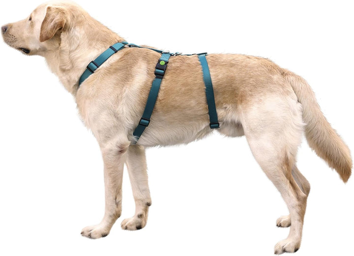 Kerbl Pet Panikgeschirr, Hundegeschirr, Petrol, Halsulmfang 48-64cm, Gurtbreite 25mm, für ängstliche