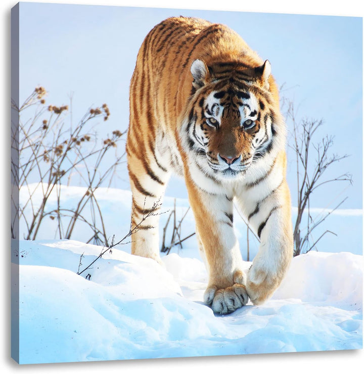 Stolzer Tiger im Schnee, Format: 70x70 auf Leinwand, XXL riesige Bilder fertig gerahmt mit Keilrahme