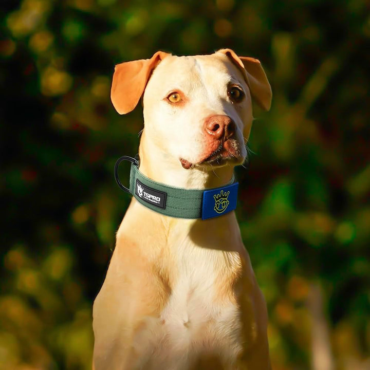 TSPRO Premium Hunde Halsband mit leuchtendem Patch - Dickes Halsband für Hunde, Verstellbar, mit rob