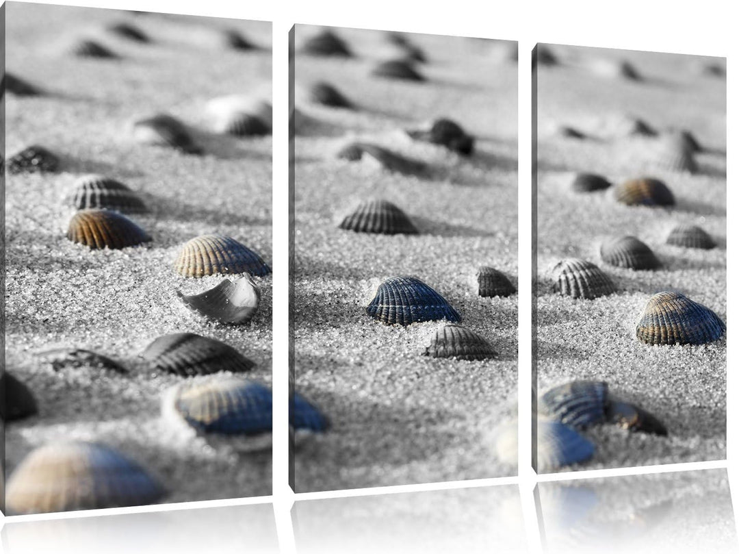 Pixxprint Muscheln im Sand als Leinwandbild | Grösse: 3 Teilig (120x80) | Wandbild| Kunstdruck | fer