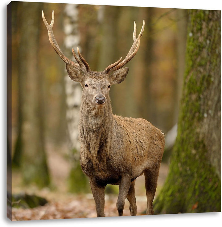 Schöner Hirsch im Wald, Format: 70x70 auf Leinwand, XXL riesige Bilder fertig gerahmt mit Keilrahmen