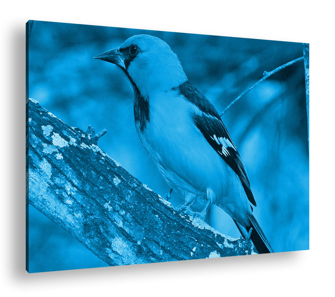 deyoli Anmutiger Vogel Format: 80x60 Effekt: Monocrome Blau als Leinwandbild, Motiv fertig gerahmt a
