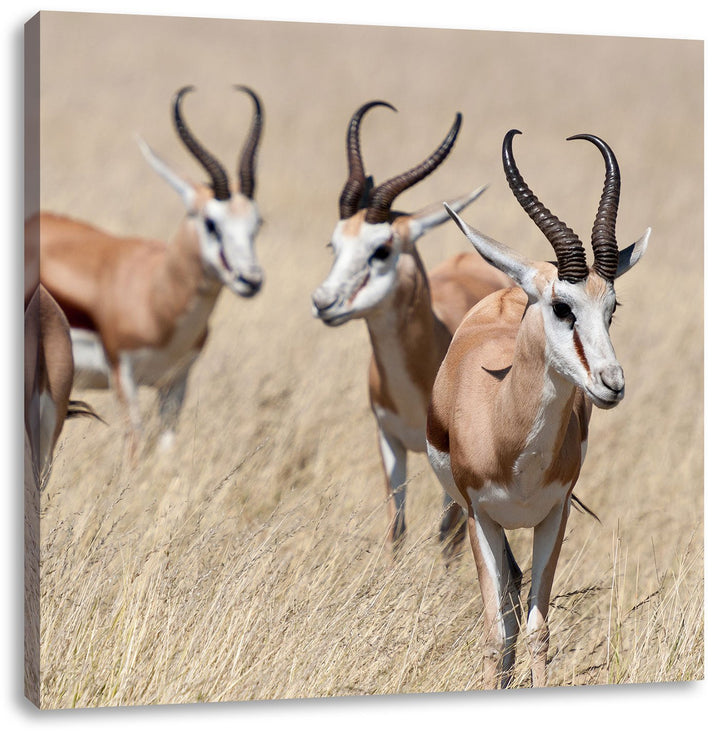 Pixxprint Tiere in Savanne Rehe Afrika, Format: 70x70 auf Leinwand, 70x70