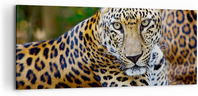 ARTTOR Bilder auf Leinwand 100x40cm Leinwandbild Leopardpanther Katze Tier Savanne Gross Wanddeko Bi