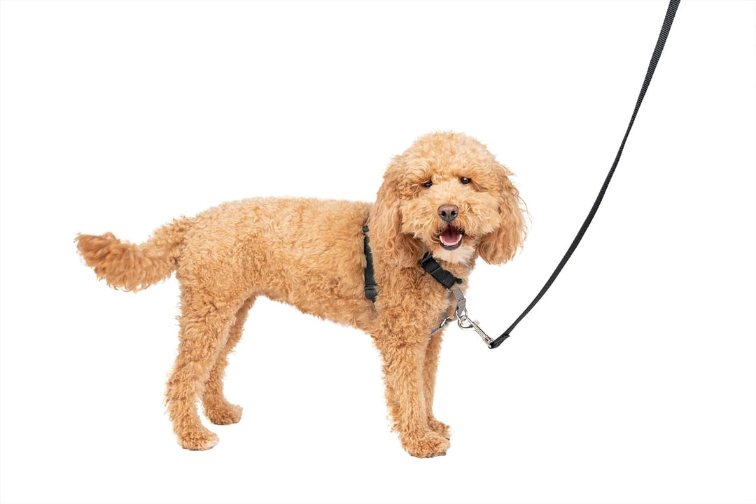 PetSafe 3in1 Harness, from The Makers of The Easy Walk Harness, Fully Adjustable No-Pull Dog Harness