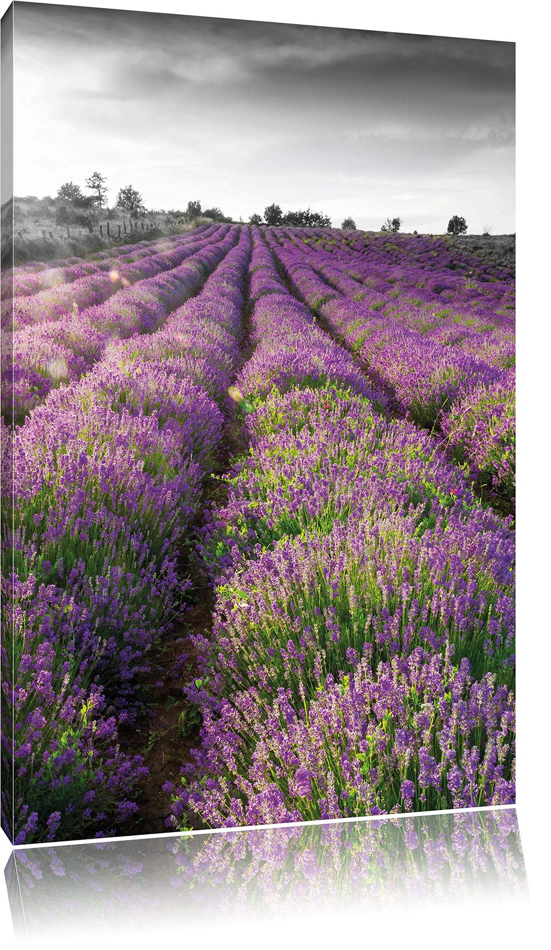 Pixxprint Lavendelfelder in der Provence als Leinwandbild/Grösse: 100x70 cm/Wandbild/Kunstdruck/fert