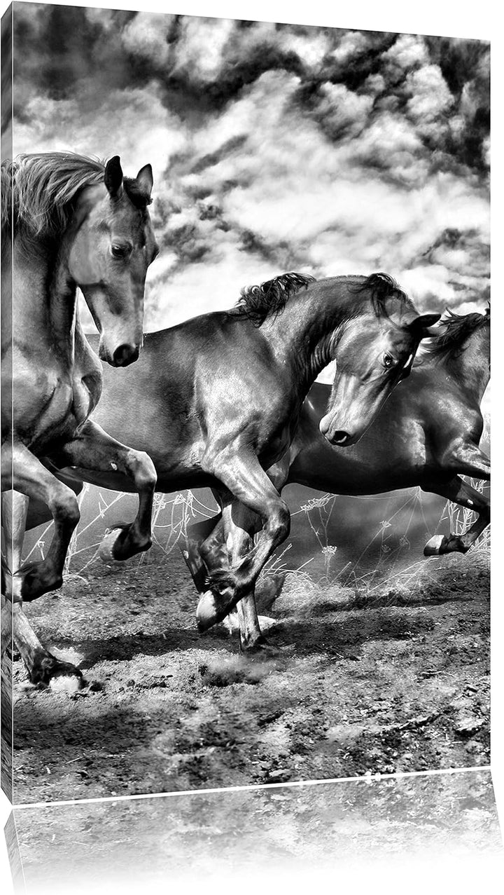 Monocrome, Wildpferde , Format: 100x70 auf Leinwand, XXL riesige Bilder fertig gerahmt mit Keilrahme
