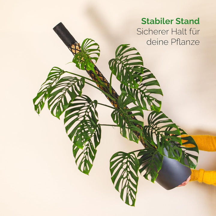 PlantMe Moosstab Midi 70cm Komplettset (weiss, 70cm) Weiss 70cm, Weiss 70cm