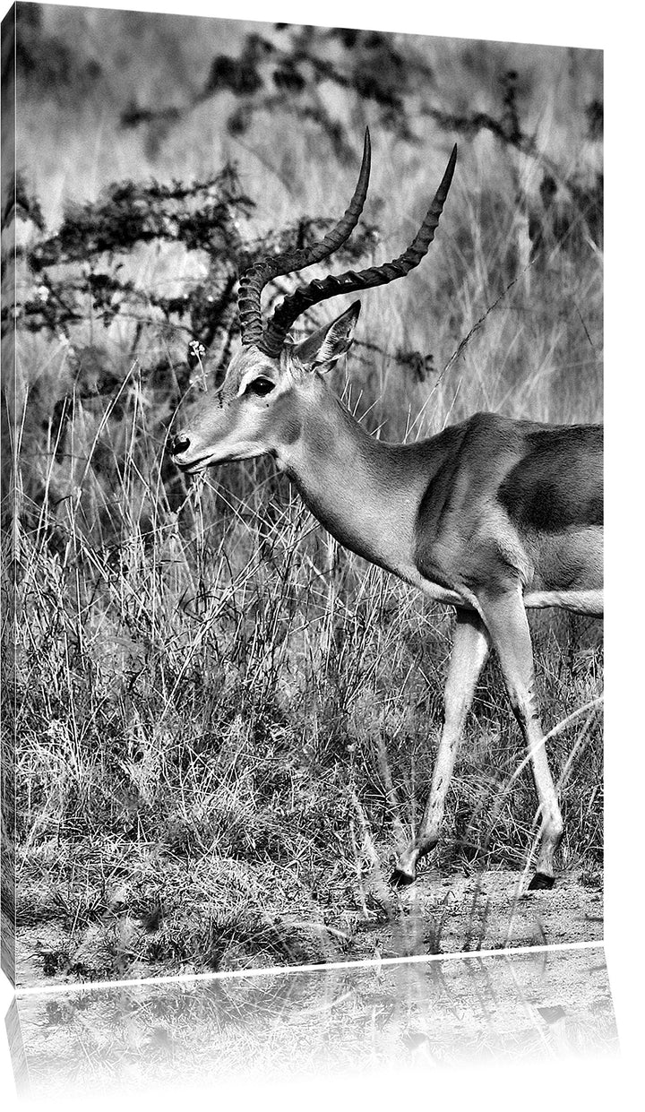 Pixxprint Monocrome, Dorkasgazelle in der Savanne, Format: 100x70 auf Leinwand, 100x70