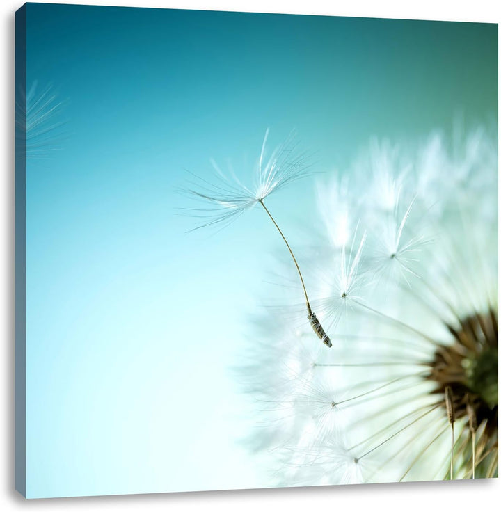 Pixxprint Löwenzahn Pusteblume als Leinwandbild/Grösse: 70x70 cm/Wandbild/Kunstdruck/fertig bespannt