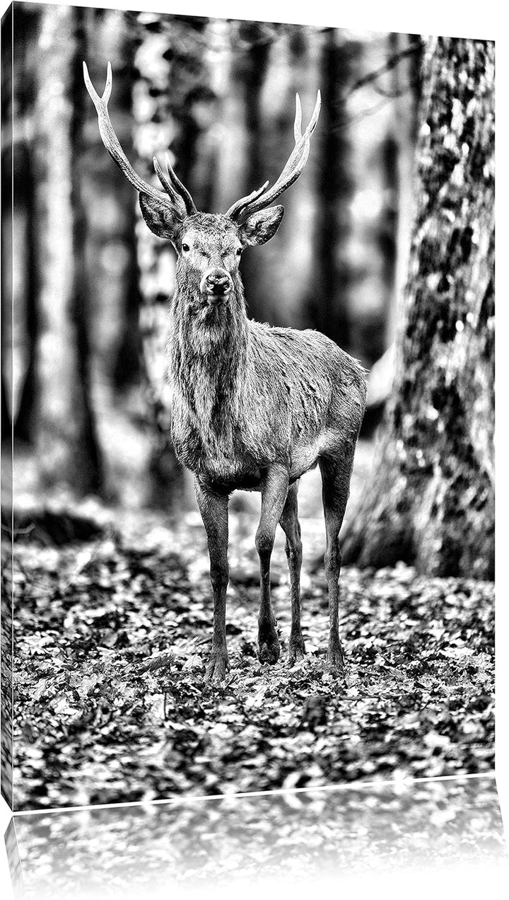 Pixxprint Monocrome, Schöner Hirsch im Wald, Format: 100x70 auf Leinwand, 100x70