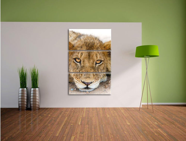 Pixxprint wachsame Löwin 3-Teiler Leinwandbild 120x80 Bild auf Leinwand