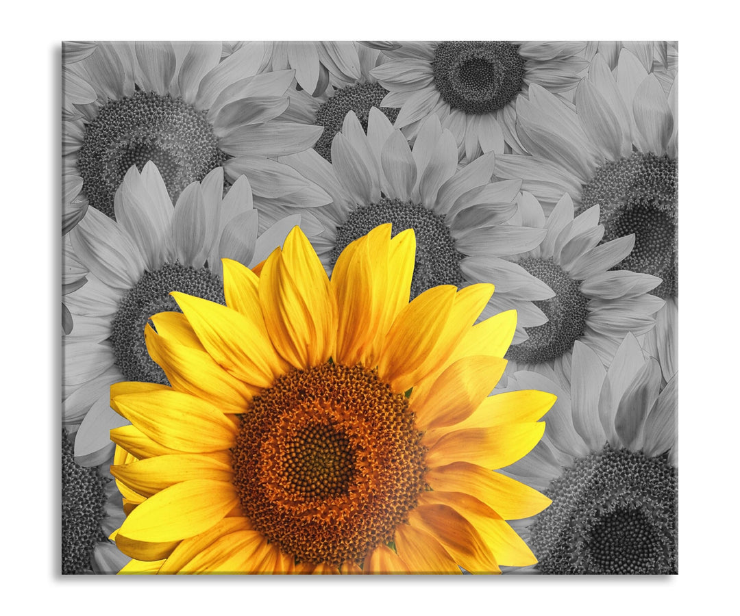 schöne Sonnenblumen Herdabdeckplatte & Spritzschutz aus Echtglas | Für Herd-Kochfelder | 60x52 cm
