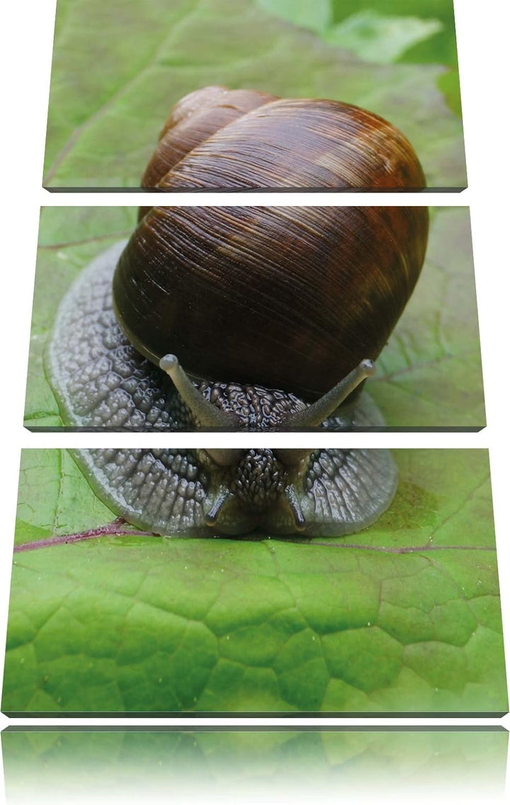 Pixxprint Weinbergschnecke auf Blatt 3-Teiler Leinwandbild 120x80 Bild auf Leinwand