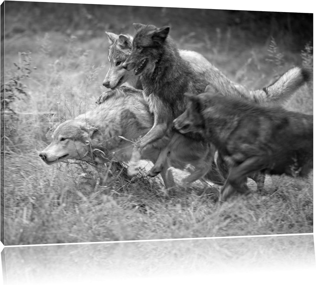 Pixxprint Tobendes Wolfsrudel als Leinwandbild/Grösse: 100x70 / Wandbild/Kunstdruck/fertig bespannt,