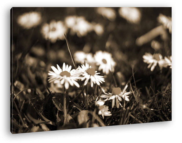 deyoli Gänseblümchen auf schöner Wiese Format: 80x60 Effekt: Sepia als Leinwandbild, Motiv fertig ge