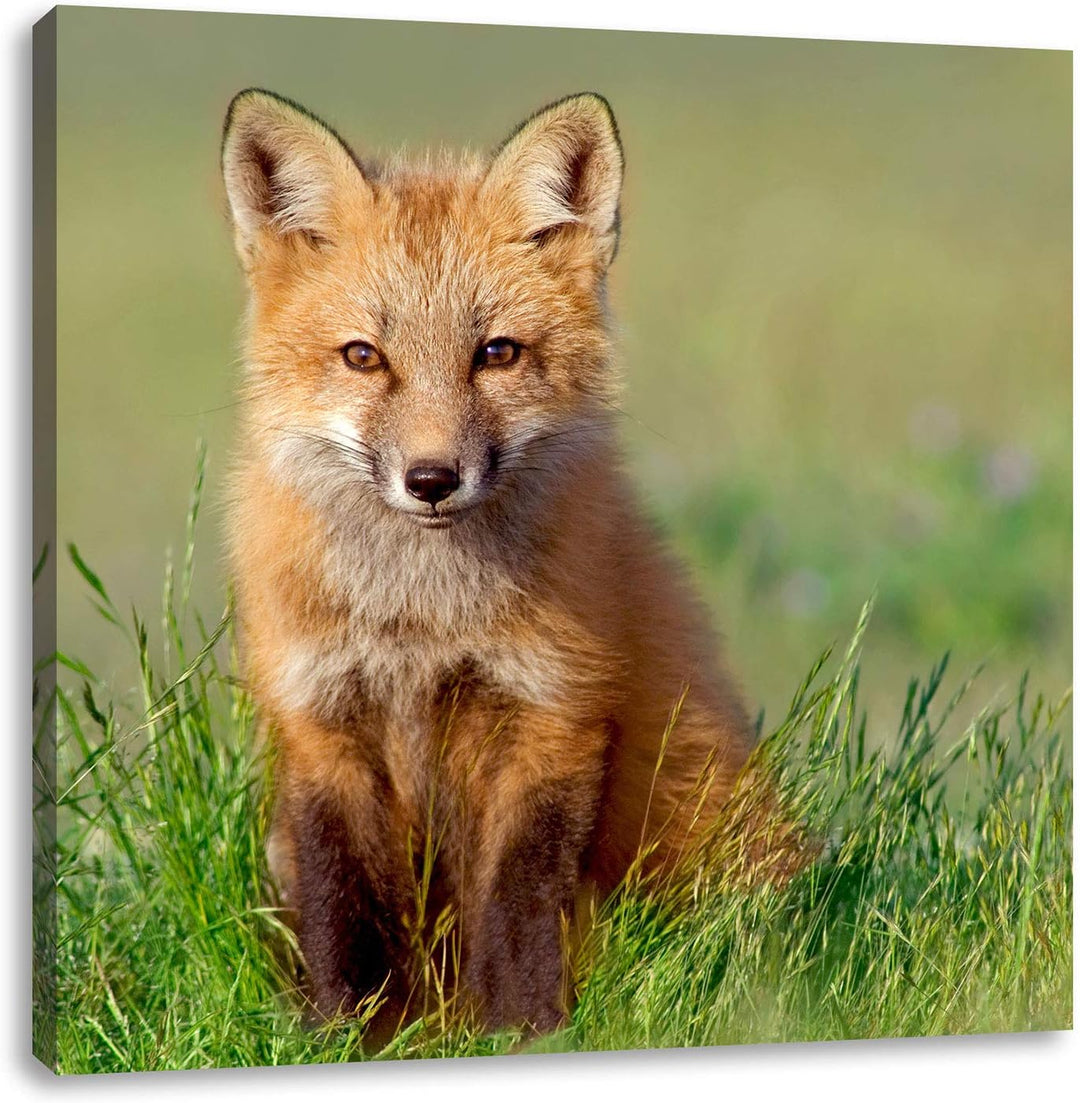 Pixxprint Kleiner Fuchs, Format: 70x70 auf Leinwand, XXL riesige Bilder fertig gerahmt mit Keilrahme