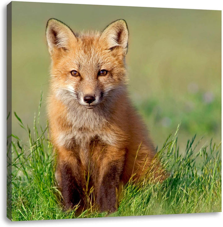 Pixxprint Kleiner Fuchs, Format: 70x70 auf Leinwand, XXL riesige Bilder fertig gerahmt mit Keilrahme