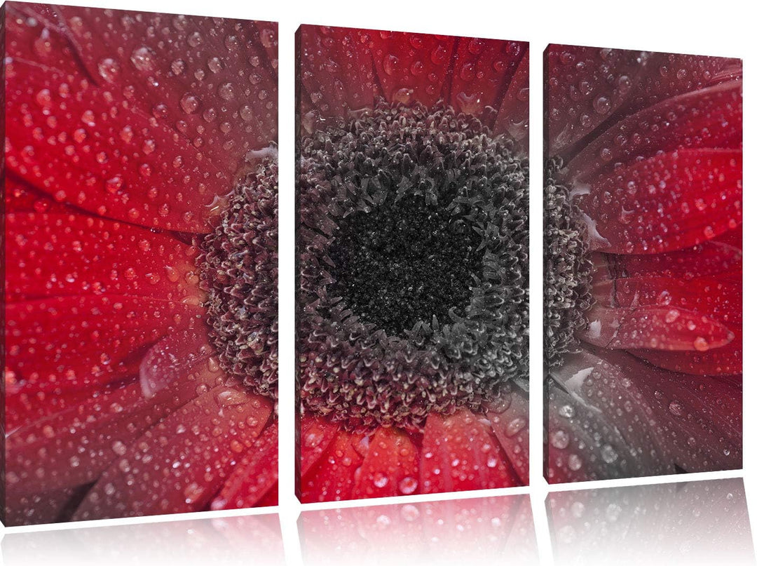 Pixxprint Rote Gerbera mit Wassertropfen als Leinwandbild | Grösse: 3 Teilig (120x80) | Wandbild| Ku