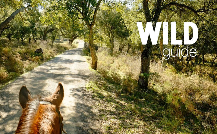 Wild Guide Andalucia: Hidden Places, Great Adventures and the Good Life (Wild Guides), Taschenbuch