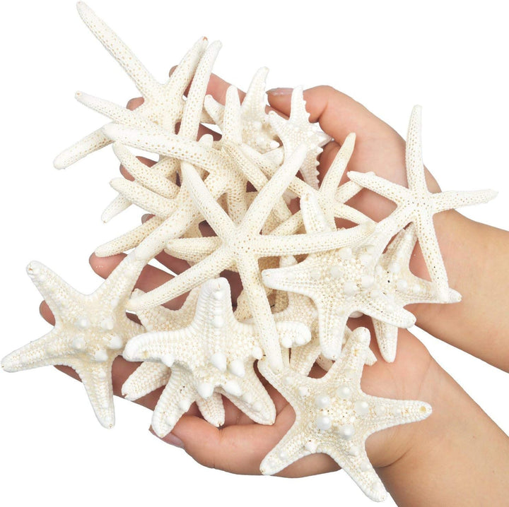 LLC Seestern, gemischte Seestern, natürliche, Bunte Muscheln, perfekt für Hochzeit, Strand, Motto-Pa