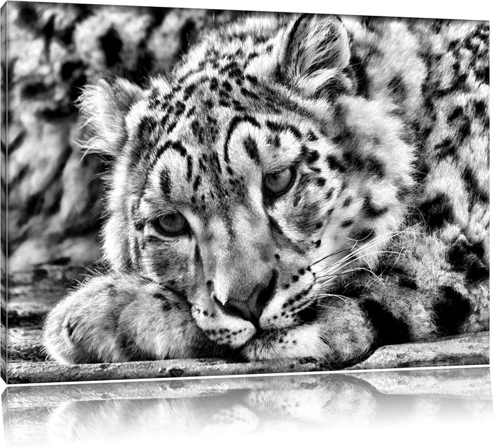 Pixxprint ruhender Schneeleopard / 100x70cm Leinwandbild bespannt auf Holzrahmen/Wandbild Kunstdruck