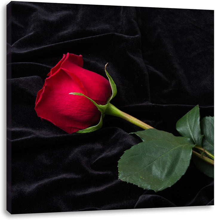 Pixxprint Rose, Format: 70x70 auf Leinwand, XXL riesige Bilder fertig gerahmt mit Keilrahmen, Kunstd