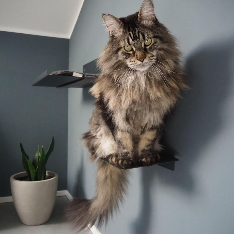 LucyBalu® STEPS XL Katzentreppe Wand Innen Aussen 3er Set | Katzen Kletterwand | Wandpark für Katzen
