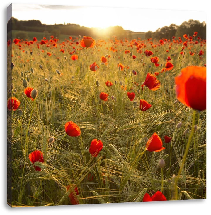 Pixxprint Mohnfeld bei Sonnenuntergang als Leinwandbild Quadratisch/Grösse: 70x70 / Wandbild/Kunstdr