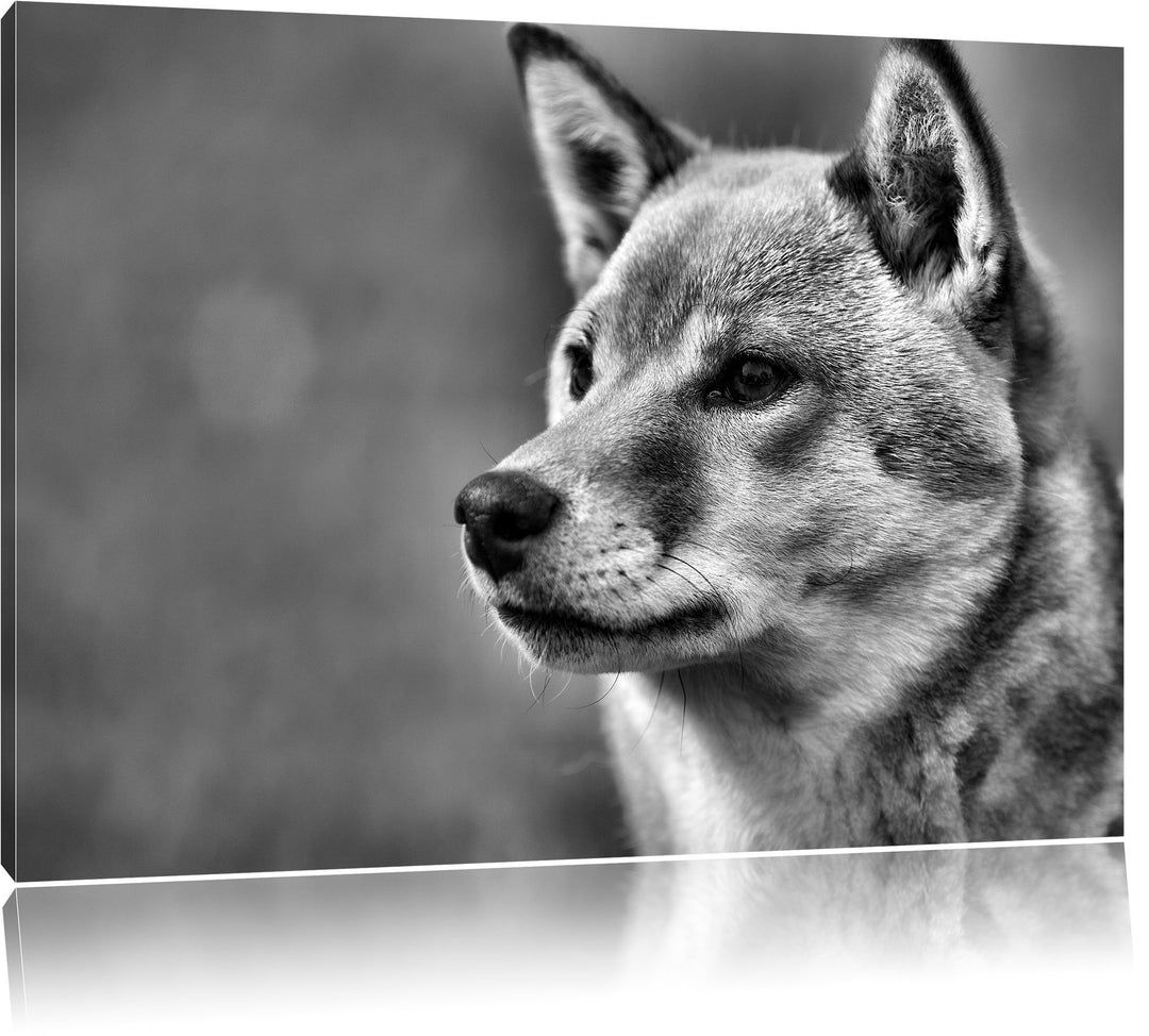 Pixxprint anmutiger Finnen-Spitz im Gras als Leinwandbild/Grösse: 100x70 / Wandbild/Kunstdruck/ferti
