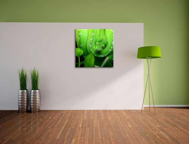 Grüne elegante Schlange, Format: 70x70 auf Leinwand, XXL riesige Bilder fertig gerahmt mit Keilrahme