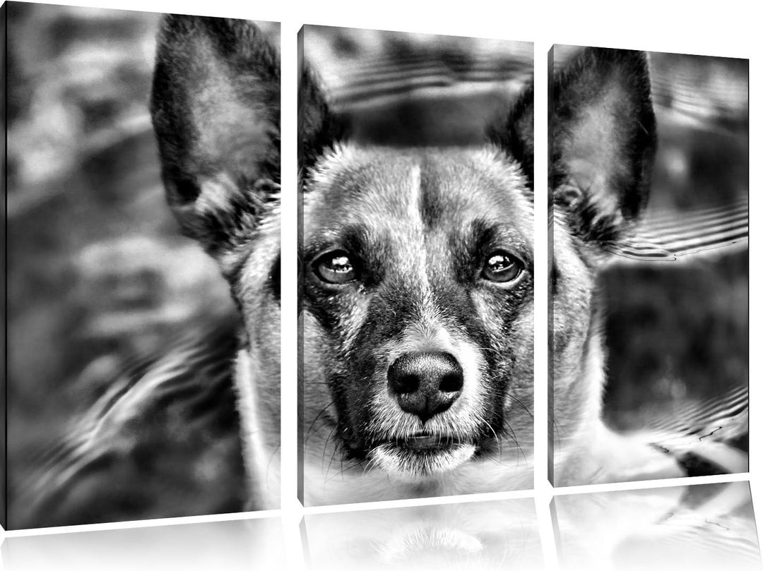 Pixxprint niedlicher Hund im Wasser als Leinwandbild/Grösse: 3 Teilig (120x80) cm/Wandbild/Kunstdruc