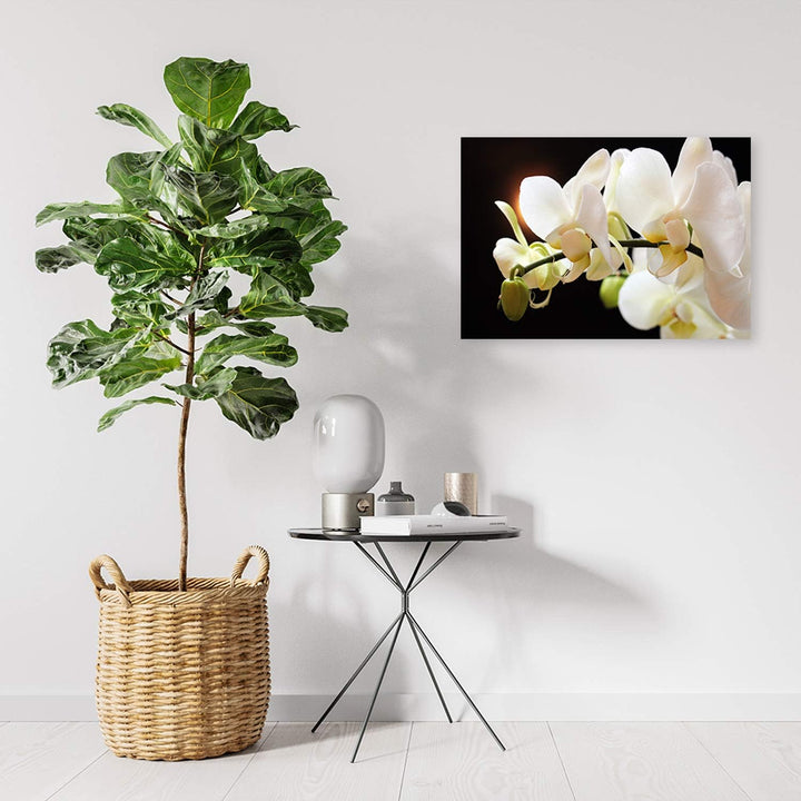 Feeby Wandbild Blumen Druckbild Leinwandbild für Schlafzimmer Weiss 100x70 cm Leinwandbild 100x70 cm