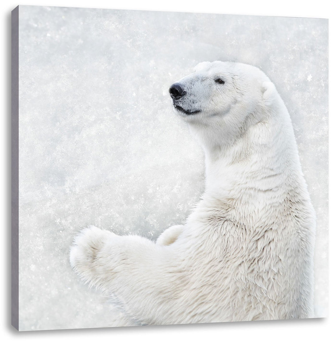 Stehender Eisbär, Format: 70x70 auf Leinwand, XXL riesige Bilder fertig gerahmt mit Keilrahmen, Kuns