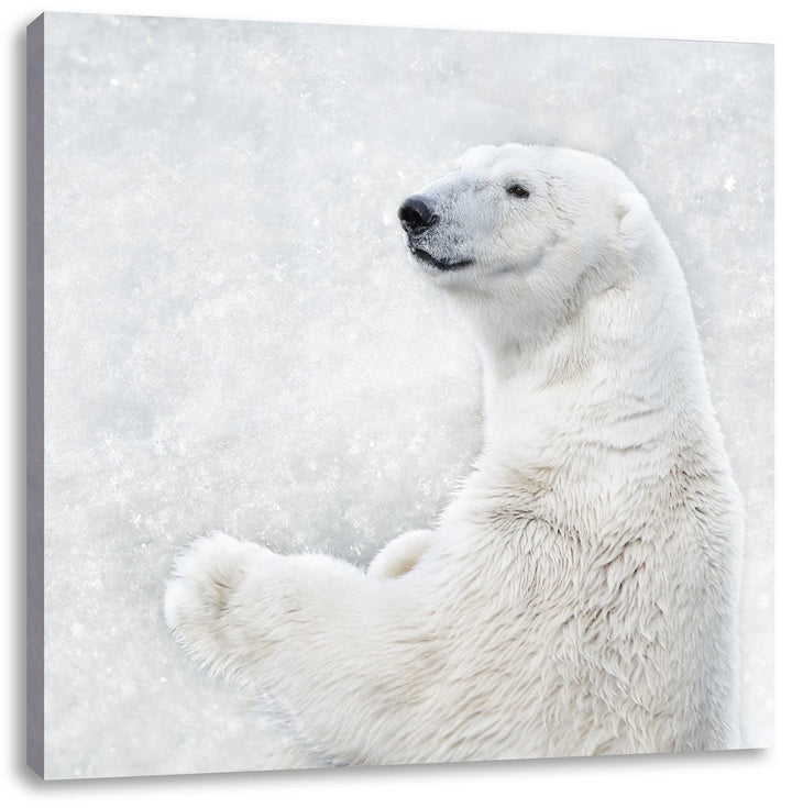 Stehender Eisbär, Format: 70x70 auf Leinwand, XXL riesige Bilder fertig gerahmt mit Keilrahmen, Kuns