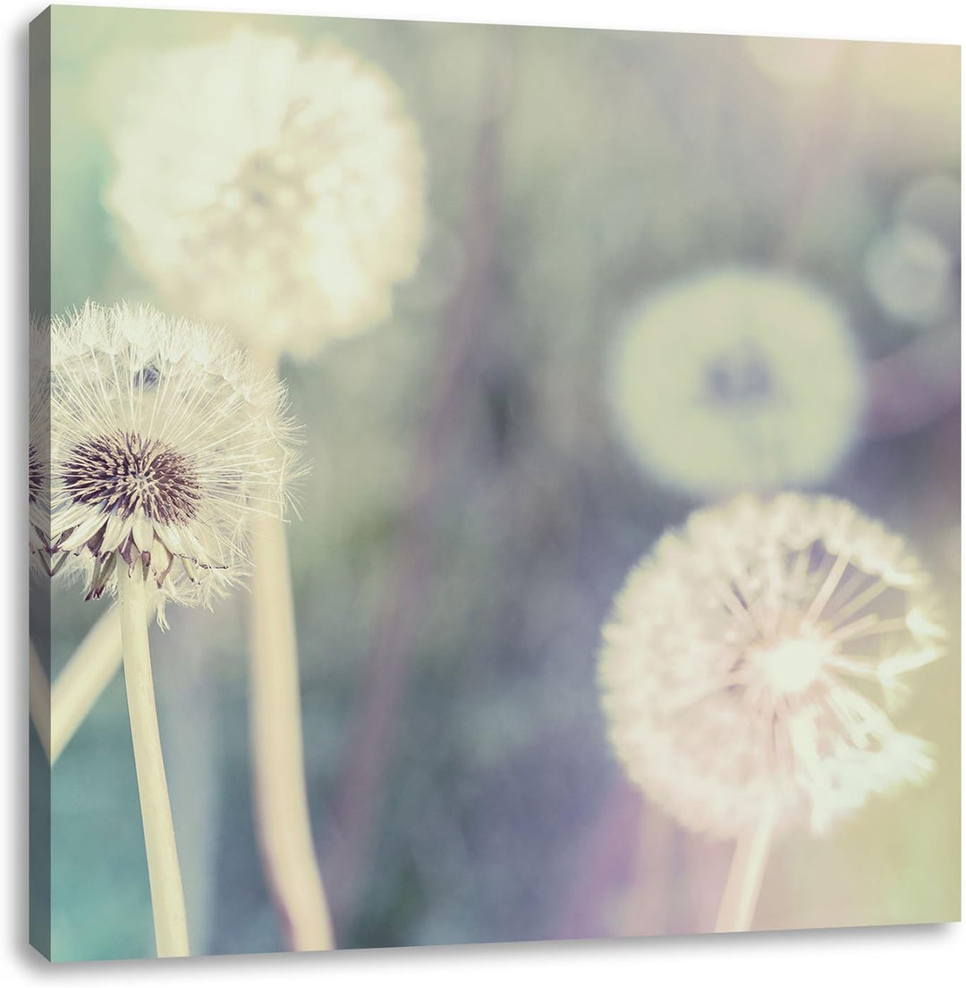 Romantische Pusteblumen, Format: 70x70 auf Leinwand, XXL riesige Bilder fertig gerahmt mit Keilrahme