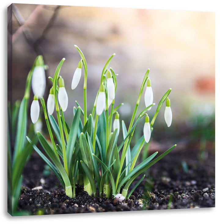 Pixxprint Schneeglöckchen am Waldrand als Leinwandbild/Grösse: 70x70 cm/Wandbild/Kunstdruck/fertig b