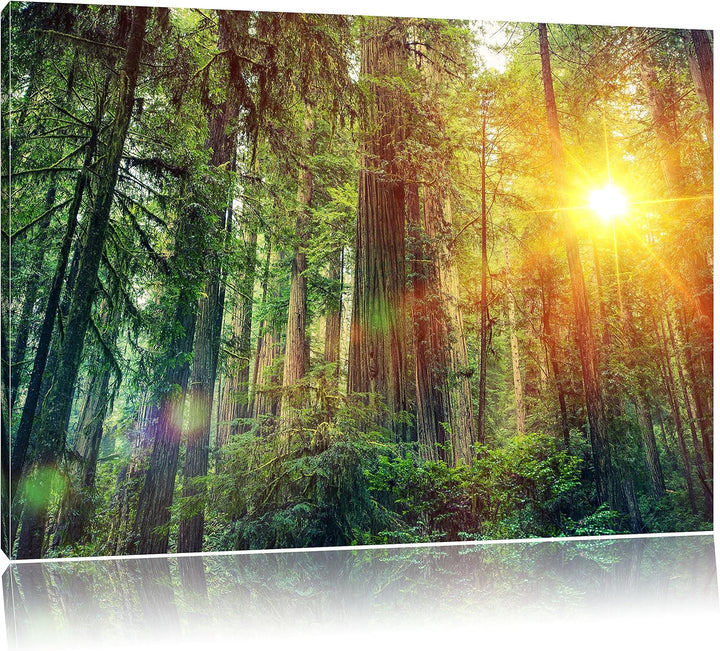 Wald bei Sonnenlicht, Format: 100x70 auf Leinwand, XXL riesige Bilder fertig gerahmt mit Keilrahmen,