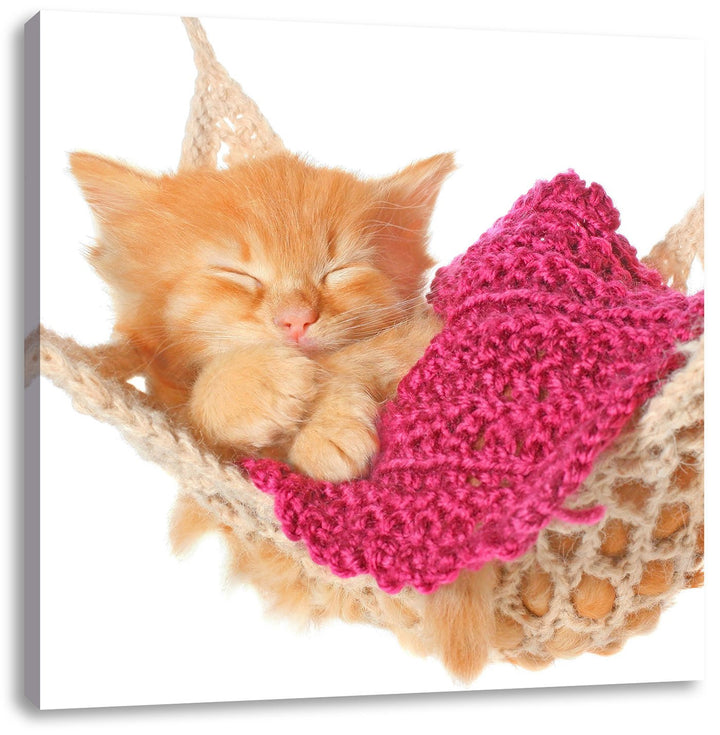 Pixxprint Katzenbaby in Hängematte als Leinwandbild Quadratisch/Grösse: 70x70 / Wandbild/Kunstdruck/