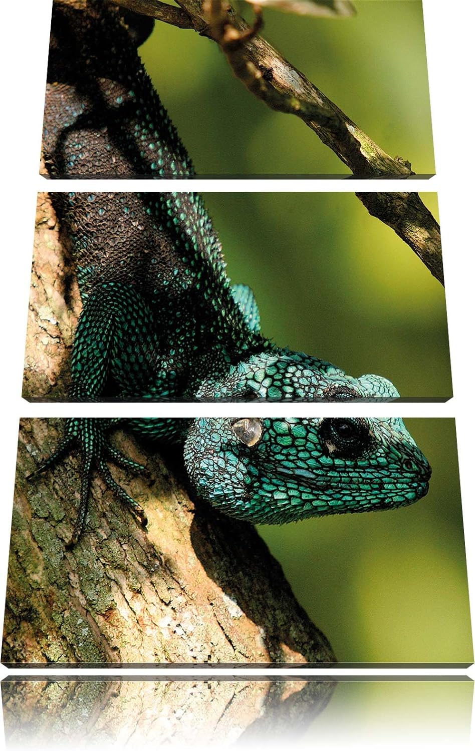 Pixxprint Agama auf Baum AST als Leinwandbild/Grösse: 3 Teilig (120x80) cm/Wandbild/Kunstdruck/ferti