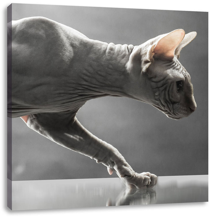 Einzigartige Sphynx Katze, Format: 70x70 auf Leinwand, XXL riesige Bilder fertig gerahmt mit Keilrah