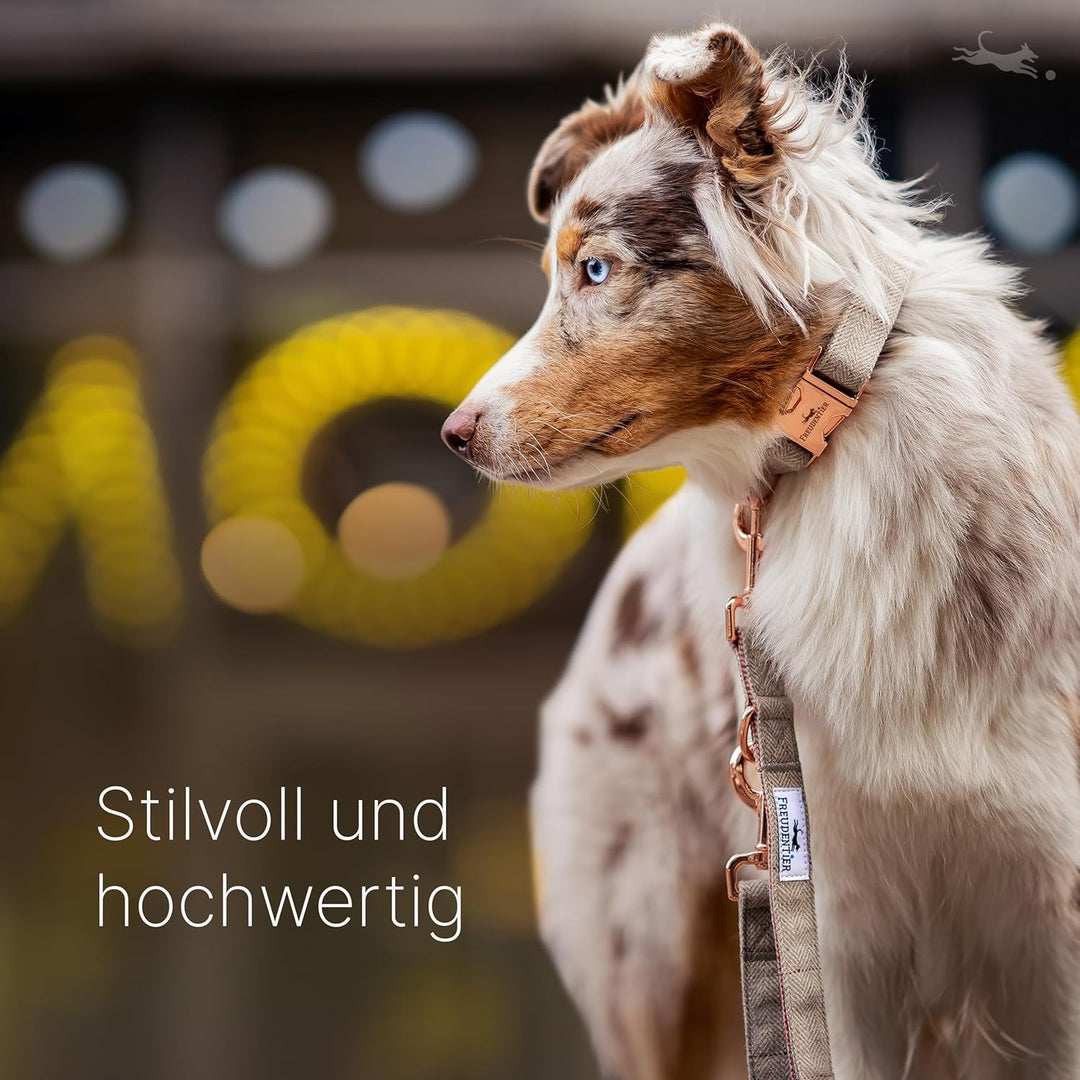 FREUDENTIER® Hundehalsband und Hundeleine im eleganten Set - 2m Leine, 3-Fach verstellbar - Robust &amp;