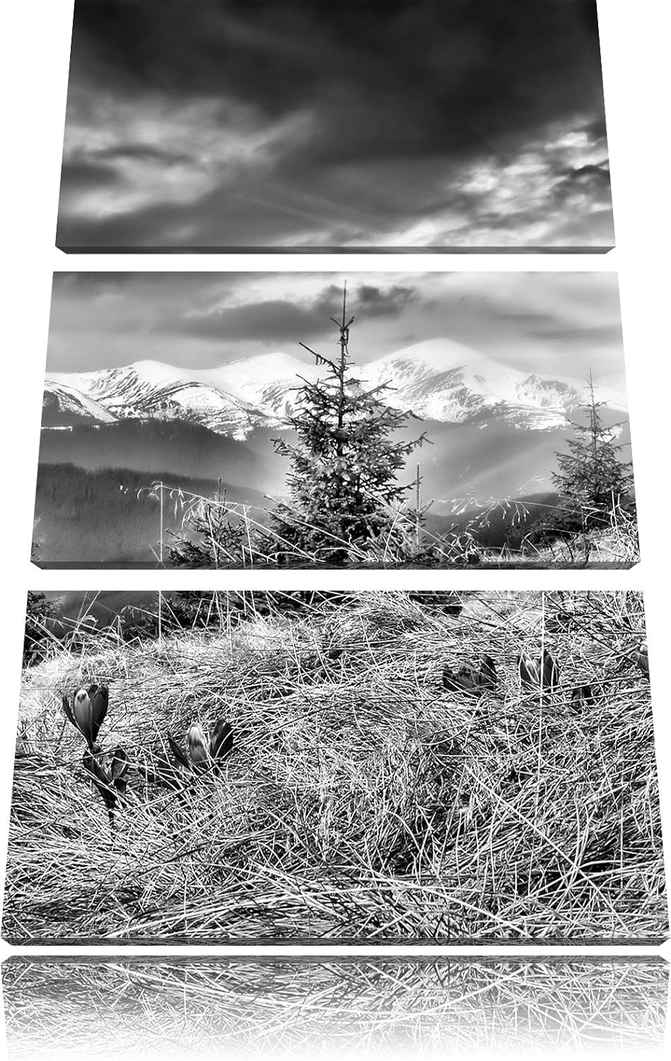 Pixxprint Monocrome, Krokusse auf Hochalmwiese in Alpen 3-Teiler Leinwandbild 120x80 Bild auf Leinwa
