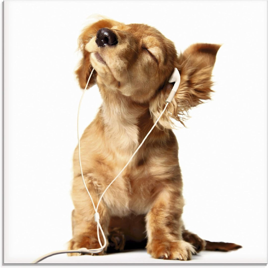 ARTland Glasbilder Wandbild Glas Bild einteilig 50x50 cm Quadratisch Hund Tiere Musik Dackel Welpen
