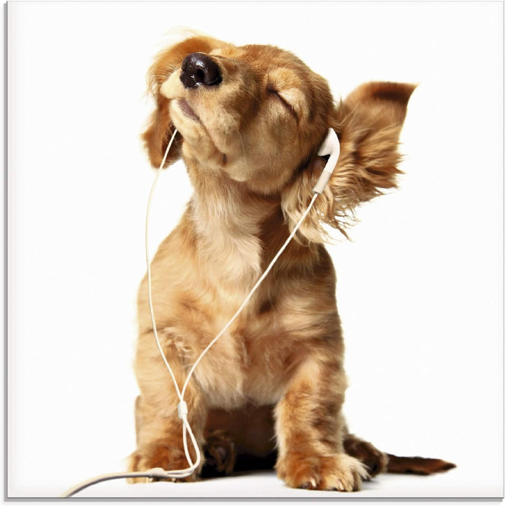 ARTland Glasbilder Wandbild Glas Bild einteilig 50x50 cm Quadratisch Hund Tiere Musik Dackel Welpen